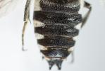  Coelioxys conoidea (Illiger, 1806)
