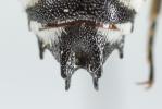  Coelioxys conoidea (Illiger, 1806)