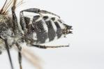  Coelioxys conoidea (Illiger, 1806)