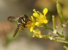 Anthidiellum strigatum (Panzer, 1805)