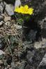 Potentille velue Potentilla hirta L., 1753