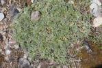 Potentille velue Potentilla hirta L., 1753
