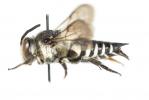  Coelioxys conoidea (Illiger, 1806)