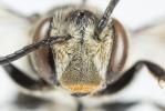  Coelioxys conoidea (Illiger, 1806)