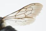  Coelioxys conoidea (Illiger, 1806)