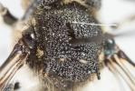  Coelioxys conoidea (Illiger, 1806)