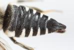  Coelioxys conoidea (Illiger, 1806)