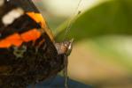 Vulcain (Le), Amiral (L'), Vanesse Vulcain (La), C Vanessa atalanta (Linnaeus, 1758)