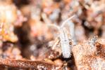  Entomobryidae Schäffer, 1896
