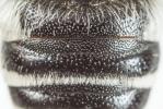  Coelioxys quadridentata (Linnaeus, 1758)