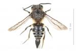  Coelioxys elongata Lepeletier, 1841