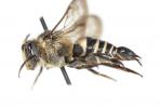  Coelioxys elongata Lepeletier, 1841