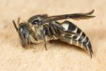  Coelioxys elongata Lepeletier, 1841