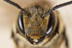  Coelioxys elongata Lepeletier, 1841