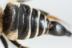  Coelioxys elongata Lepeletier, 1841