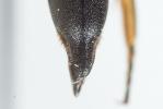  Coelioxys elongata Lepeletier, 1841