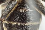  Coelioxys elongata Lepeletier, 1841