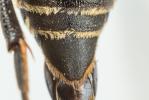  Coelioxys elongata Lepeletier, 1841