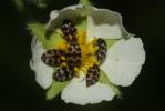 Attagène à trois bandes Attagenus trifasciatus (Fabricius, 1787)