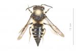  Coelioxys inermis (Kirby, 1802)
