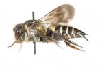  Coelioxys inermis (Kirby, 1802)