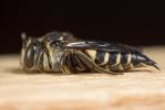  Coelioxys inermis (Kirby, 1802)