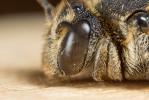  Coelioxys inermis (Kirby, 1802)