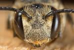  Coelioxys inermis (Kirby, 1802)