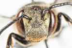  Coelioxys inermis (Kirby, 1802)