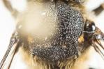  Coelioxys inermis (Kirby, 1802)