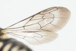  Coelioxys inermis (Kirby, 1802)