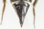  Coelioxys inermis (Kirby, 1802)