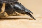 Coelioxys inermis (Kirby, 1802)