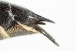  Coelioxys inermis (Kirby, 1802)