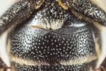  Coelioxys inermis (Kirby, 1802)