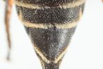  Coelioxys inermis (Kirby, 1802)