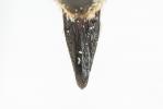  Coelioxys inermis (Kirby, 1802)