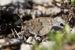 Moiré cendré (Le), Grand Nègre bernois (Le) Erebia pandrose (Borkhausen, 1788)