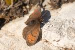 Moiré cendré (Le), Grand Nègre bernois (Le) Erebia pandrose (Borkhausen, 1788)