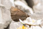 Moiré velouté (Le), Moiré des glaciers (Le) Erebia pluto (Prunner, 1798)