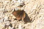 Moiré velouté (Le), Moiré des glaciers (Le) Erebia pluto (Prunner, 1798)