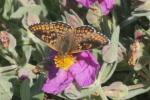 Mélitée du Plantain (La), Déesse à ceinturons (La) Melitaea cinxia (Linnaeus, 1758)