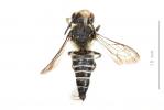  Coelioxys aurolimbata Förster, 1853