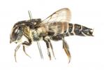  Coelioxys aurolimbata Förster, 1853
