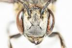  Coelioxys aurolimbata Förster, 1853