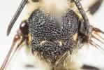  Coelioxys aurolimbata Förster, 1853