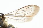  Coelioxys aurolimbata Förster, 1853