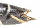  Coelioxys aurolimbata Förster, 1853
