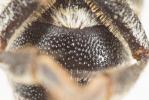  Coelioxys aurolimbata Förster, 1853