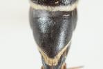  Coelioxys aurolimbata Förster, 1853